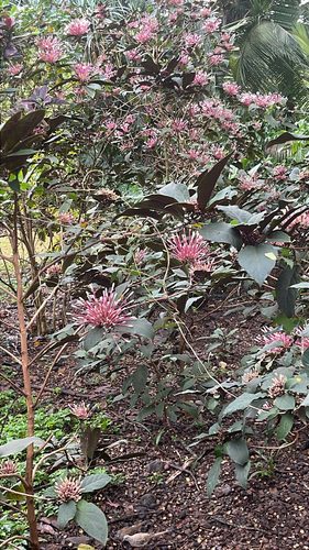 Clerodendro Fogos de Artifício