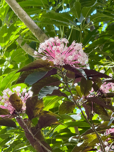 Clerodendro Fogos de Artifício