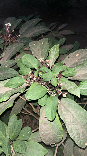 Clerodendro Fogos de Artifício