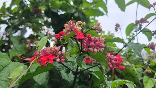 Clerodendro Trepador Brilhante