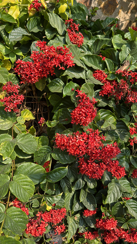 Clerodendro Trepador Brilhante
