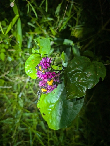 Clerodendro Trepador Brilhante