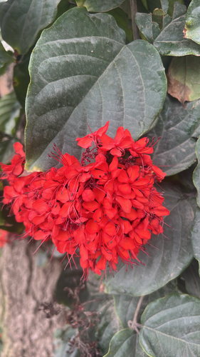Clerodendro Trepador Brilhante