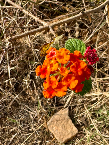 Lantana-cambará Colorida
