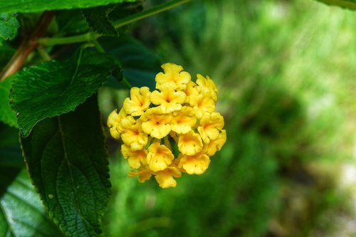 Lantana-cambará Colorida