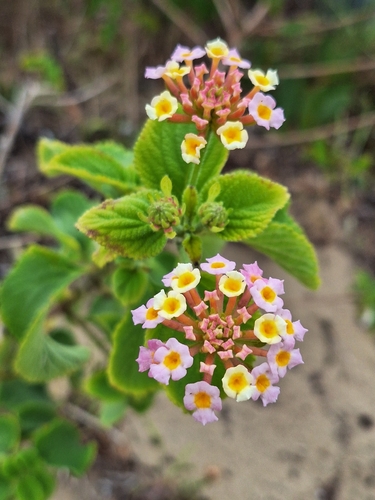 Lantana-cambará Colorida