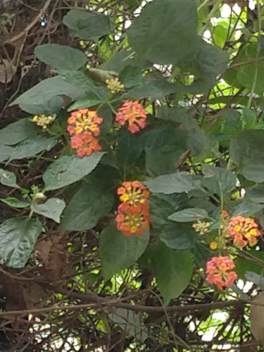Lantana-cambará Colorida