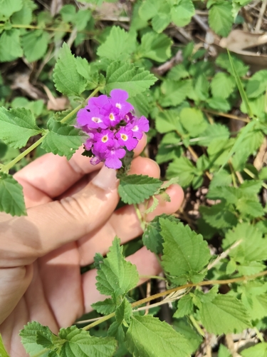 Lantana-chorona Roxa