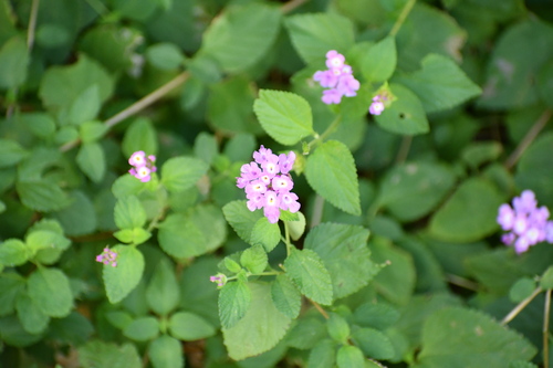 Lantana-chorona Roxa