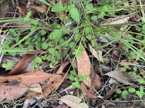 Lantana-chorona Roxa
