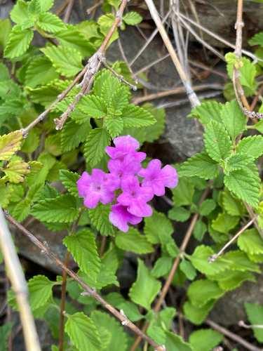 Lantana-chorona Roxa
