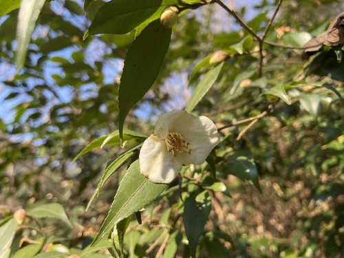 Pé de Chá (Camellia sinensis)