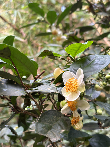 Pé de Chá (Camellia sinensis)
