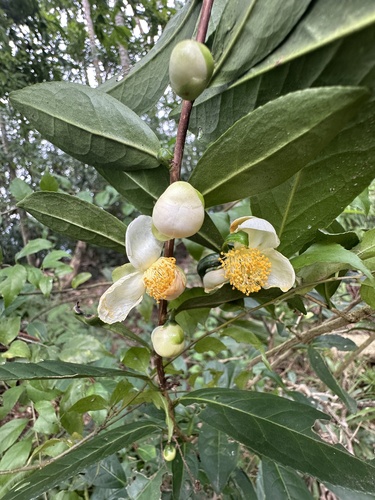Pé de Chá (Camellia sinensis)