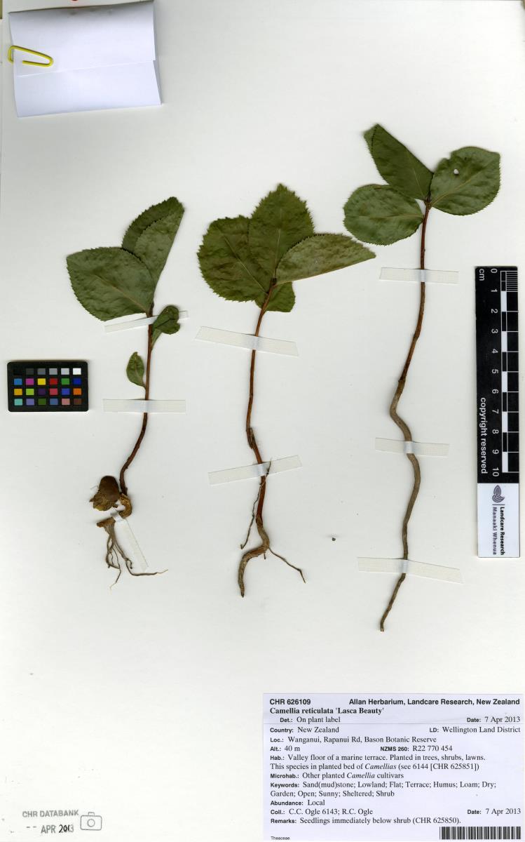 Camélia Gigante Reticulada