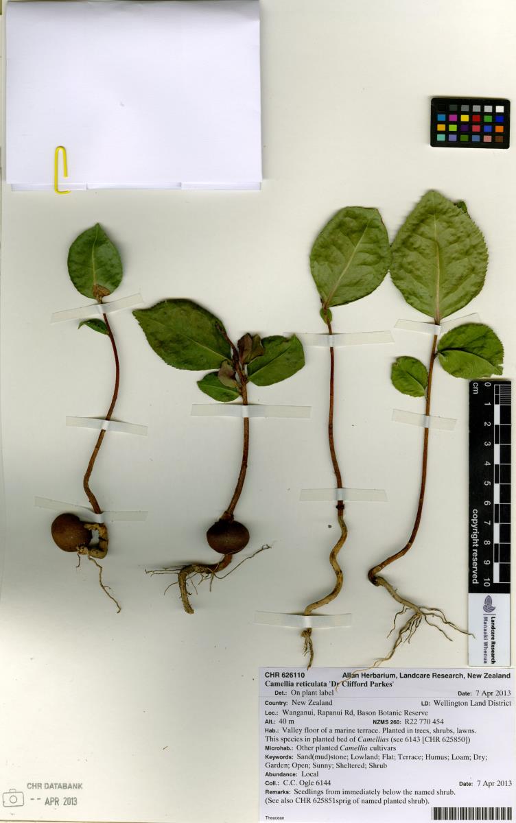 Camélia Gigante Reticulada