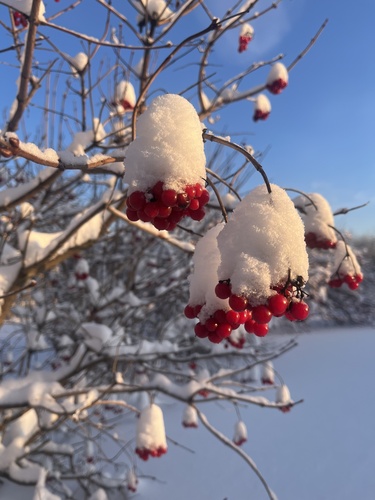 Bola-de-neve (Viburno-da-europa)
