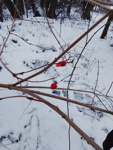 Bola-de-neve (Viburno-da-europa)