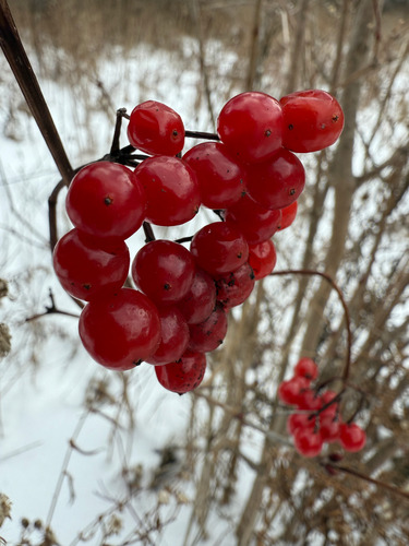 Bola-de-neve (Viburno-da-europa)