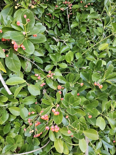 Evônimo-do-japão Verde
