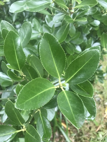 Evônimo-do-japão Verde
