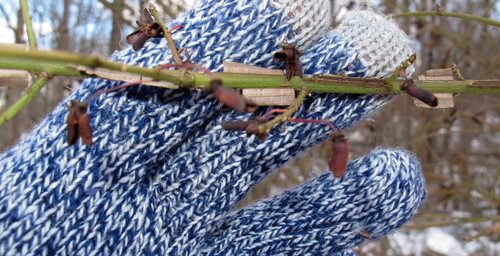 Euônimo Alado (Arbusto de Fogo)