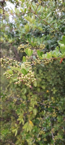 Piracanta Formosa