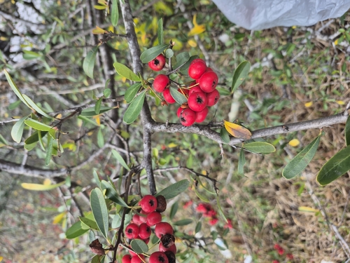 Piracanta Formosa