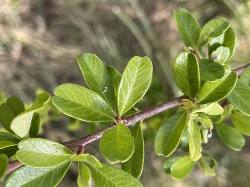 Piracanta Formosa