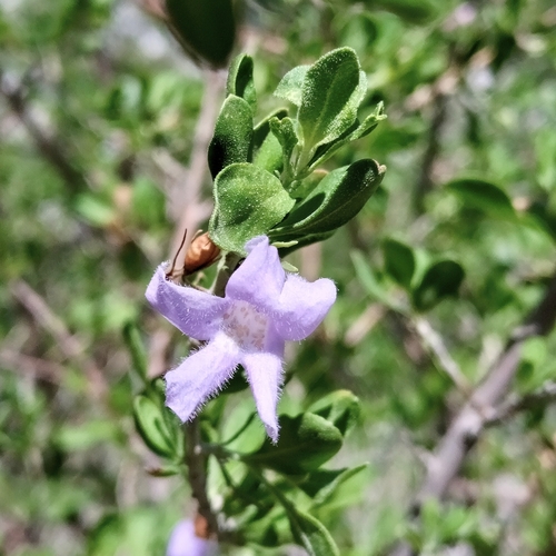 Folha-de-prata de Chihuahuan