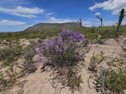 Folha-de-prata de Chihuahuan
