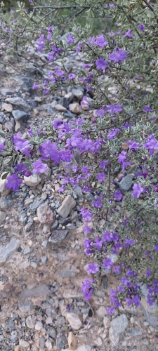 Folha-de-prata de Chihuahuan