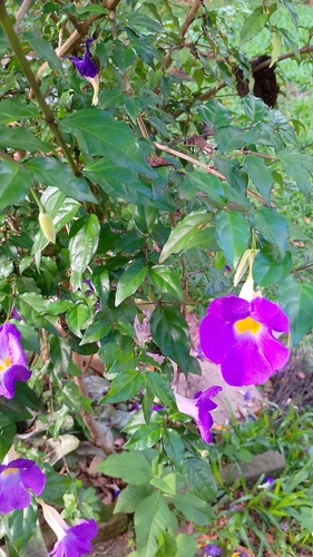 Tumbérgia Branca Arbustiva