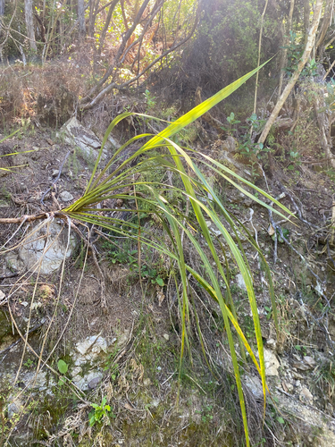 Cordiline Verde Escultural