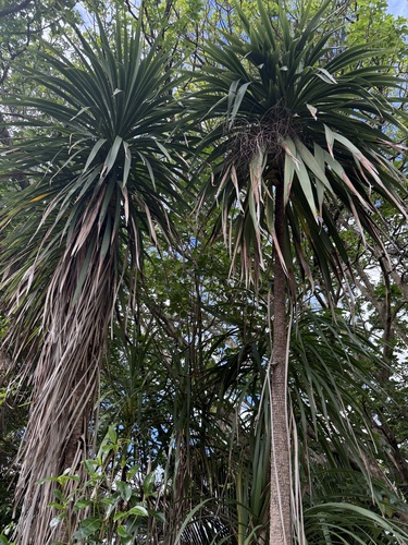 Cordiline Verde Escultural