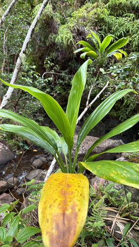 Cordiline Verde Escultural