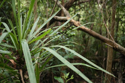 Dracena Preta (Cordiline Estreita)