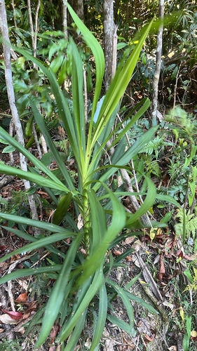 Dracena Preta (Cordiline Estreita)