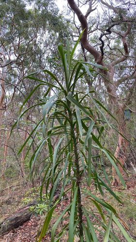 Dracena Preta (Cordiline Estreita)