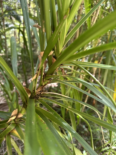 Dracena Preta (Cordiline Estreita)
