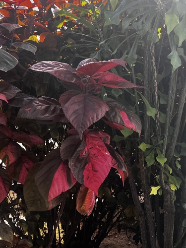 Acalifa-vermelha Foliar
