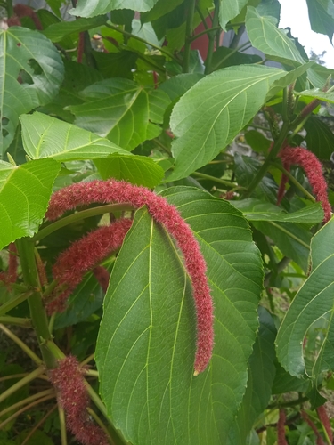 Rabo-de-gato (Acalifa-macarrão)