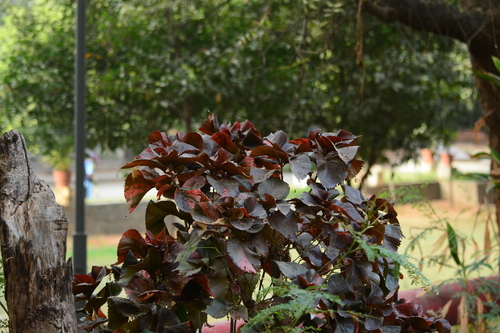 Acalifa Tricolor Bronzeada