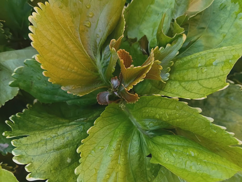 Acalifa Tricolor Bronzeada