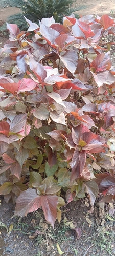 Acalifa Tricolor Bronzeada