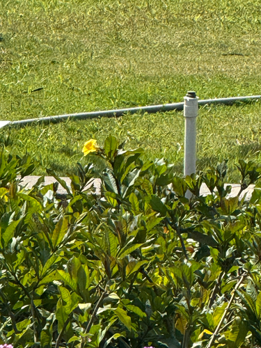 Alamanda-arbustiva Amarela