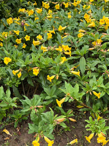 Alamanda-arbustiva Amarela