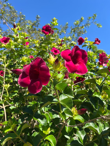 Alamanda-roxo Purpúrea