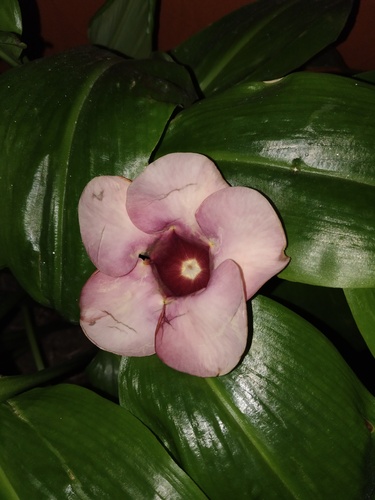 Alamanda-roxo Purpúrea