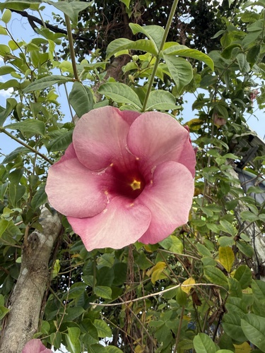 Alamanda-roxo Purpúrea